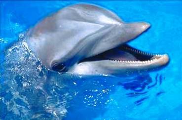dofin